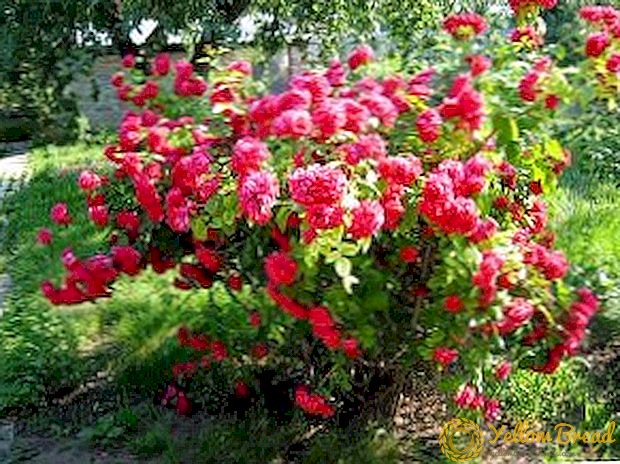 Ciri-ciri penyediaan mawar untuk musim sejuk, pengetahuan yang diperlukan untuk setiap tukang kebun