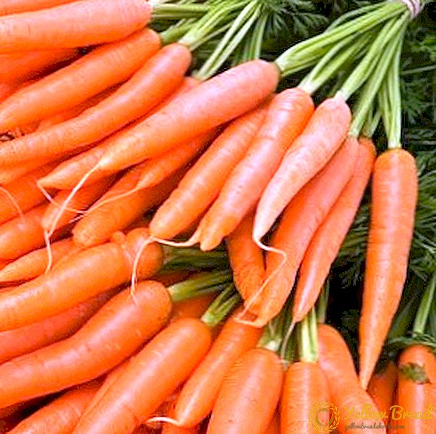 Топ 6 најдобри морков сорти