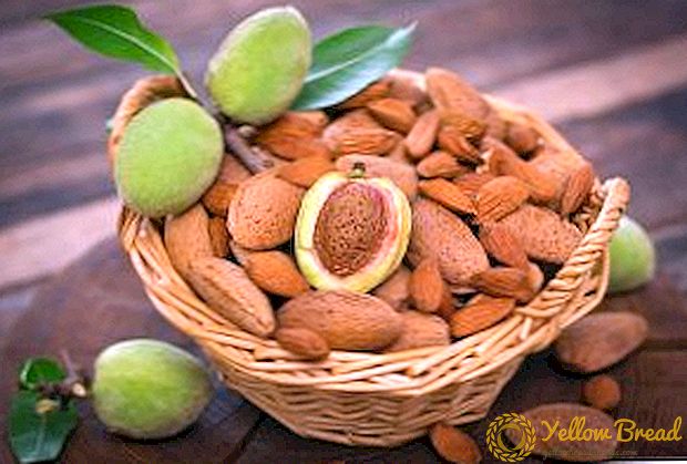 Almond: cara menanam dan merawat