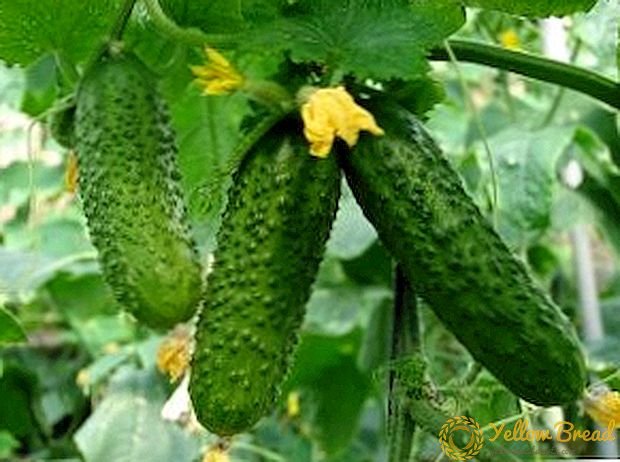 Ural Zelentsy: de beste komkommers voor de Oeral