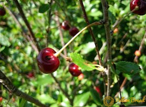 The main diseases and pests of cherries and methods to combat them
