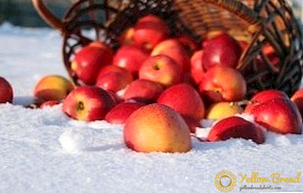 冬のリンゴの品種：アントノフカとサンライズ