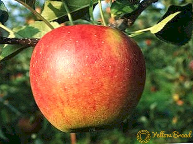كيفية زراعة أصناف التفاح فرحة في حديقته الحديقة