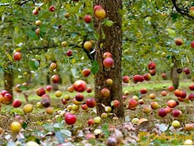 Glavni uzroci zavijanje listova na jabuku