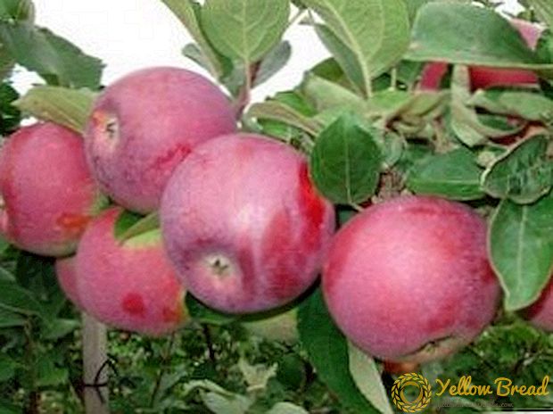 Apple Spartan. Description of the variety. Care and landing tips