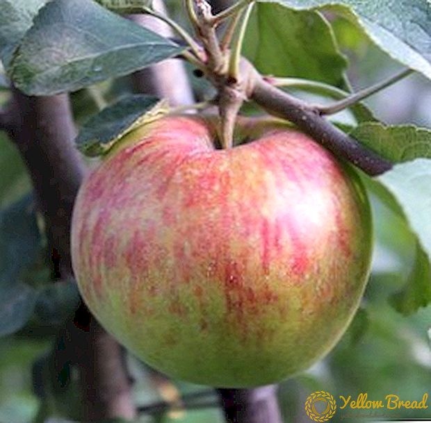 Agrotechnical cultivation of apple 