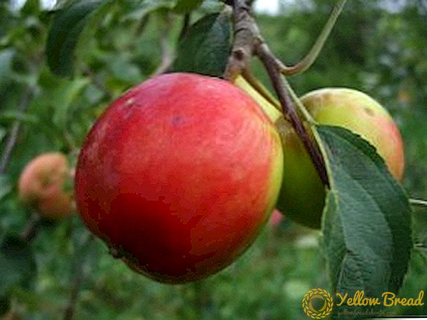 Agrotehnika ræktun epli 