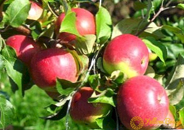 Agrotechnical cultivation of apple trees 