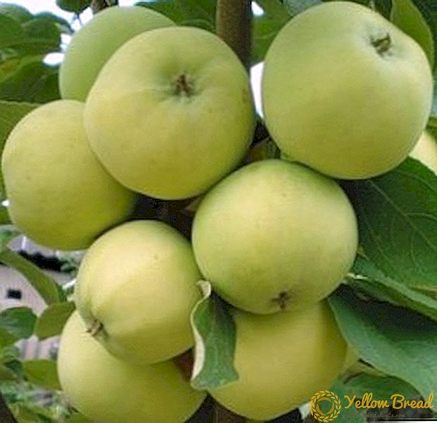 Agrotehnika groeiende appelbome 