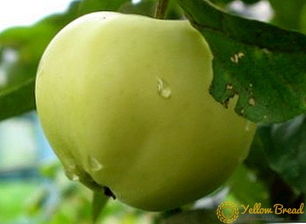 Agrotehnika cultivation of apple 