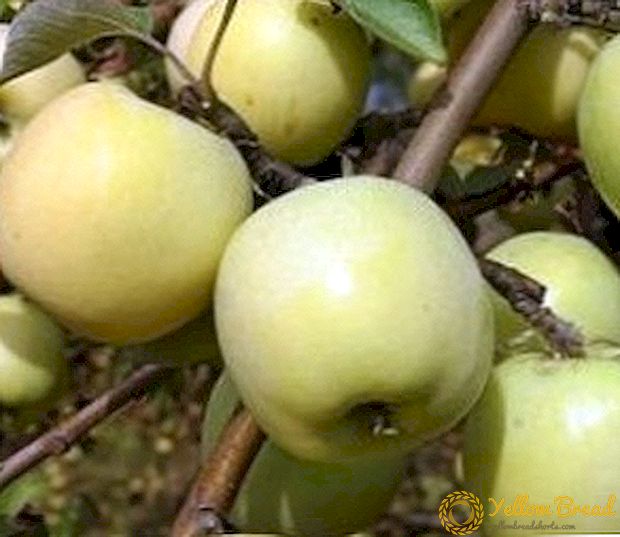 Agrotekniikan omenoiden viljely 