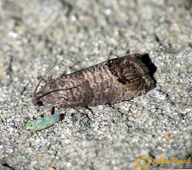 Codling Moth: aðferðir, aðferðir og undirbúningur fyrir meindýrum