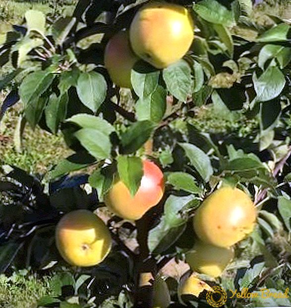 Karakteristike i osobine kultivacije sorte jabuke 