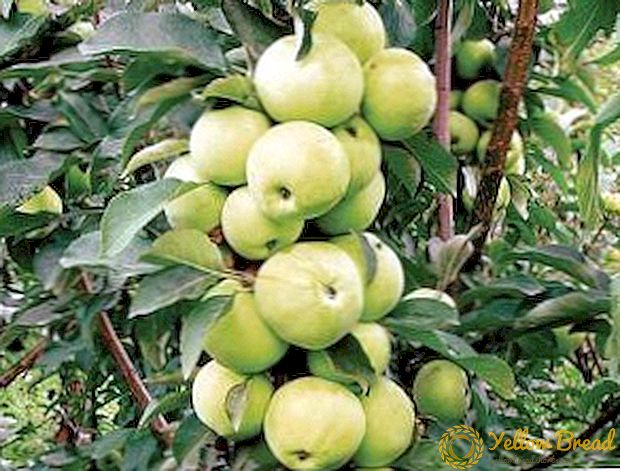Kolonovidnye alma: ültetés, ápolás, metszés