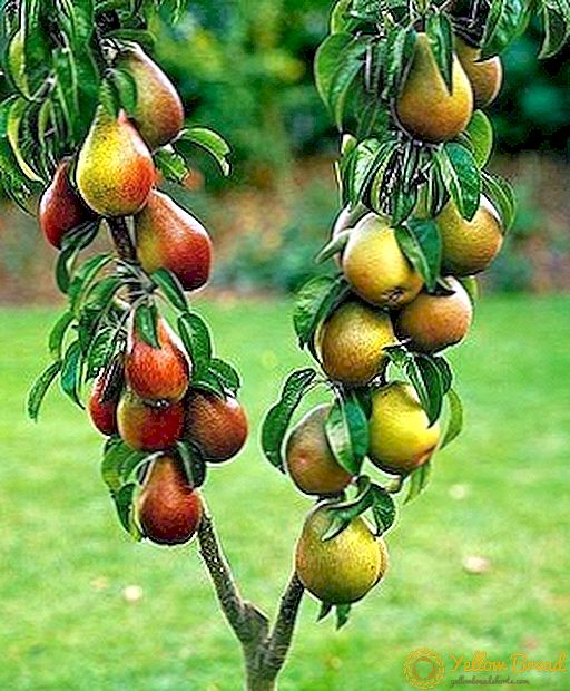 درختان میوه به شکل کلنی شکل: ویژگی ها، قوانین کاشت و مراقبت
