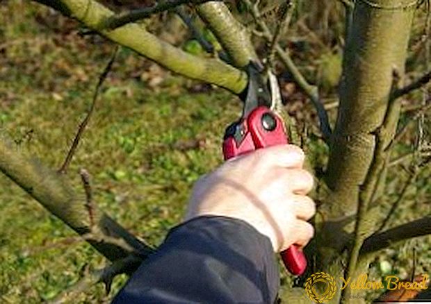 Proper pruning of old apple trees