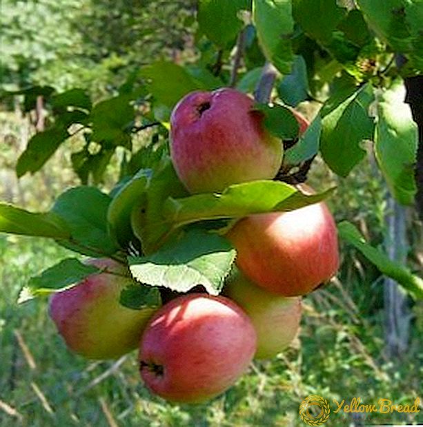 Kultivasi pohon apel 