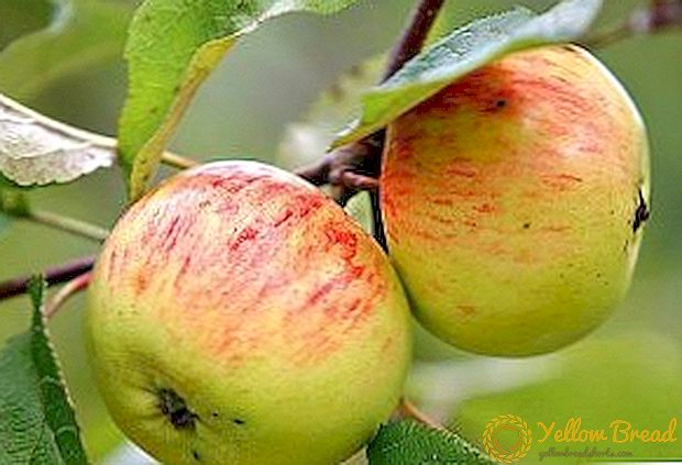 Deskripsi, menanam dan merawat apel bergaris kayu manis