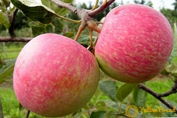Hvordan å dyrke et eplet 