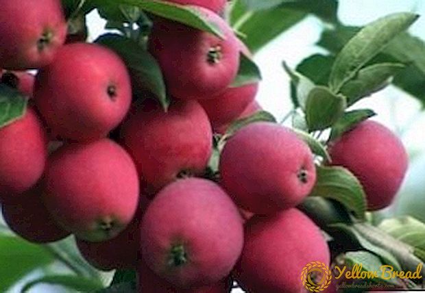 Hoe om te groei Zhigulevskoe appelbome in my tuin