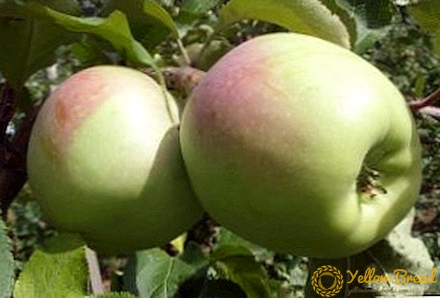 Carane tuwuh wit apel varieties 