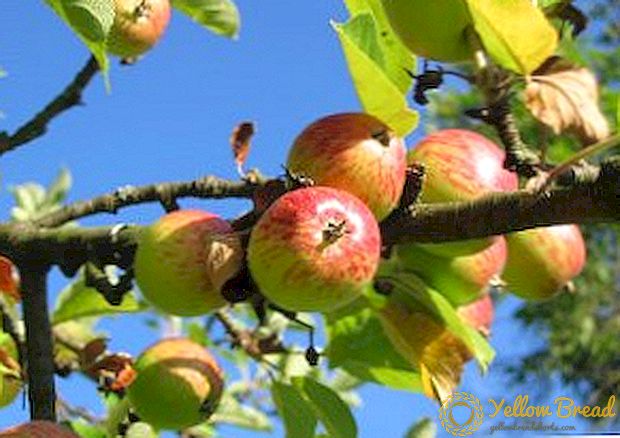 एक सेब फल कैसे बनाते हैं?