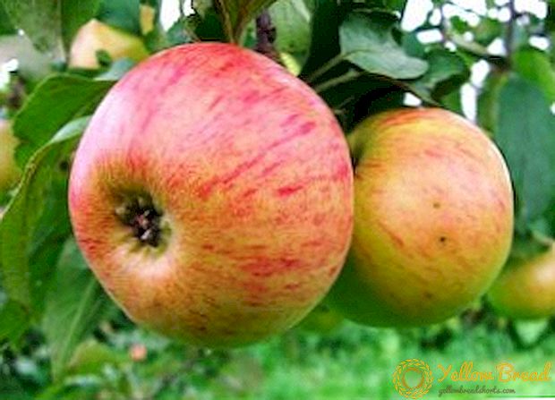 كيفية زراعة ونمو أصناف شجرة التفاح 