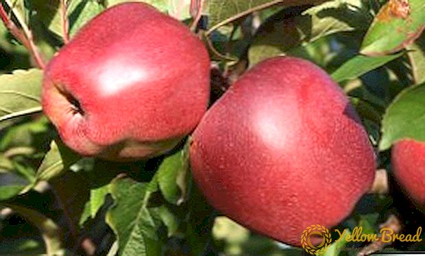 Sådan spredes et æbletræ fra skadedyr, foranstaltninger til at redde haven