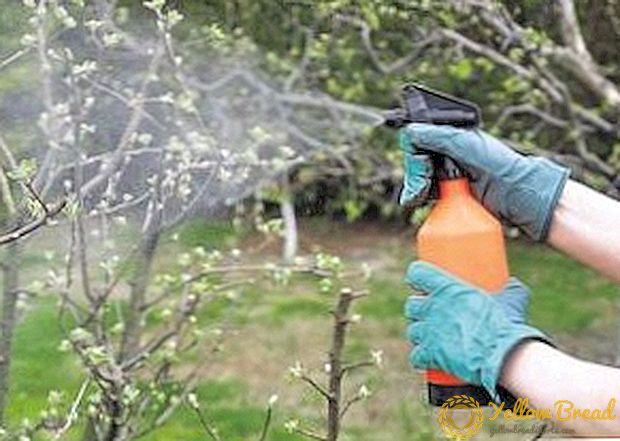Hur man behandlar ett äppelträd efter blommande, skadedjursbekämpning