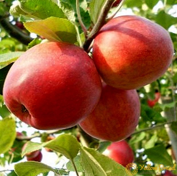 شكل اوراق شجرة التفاح