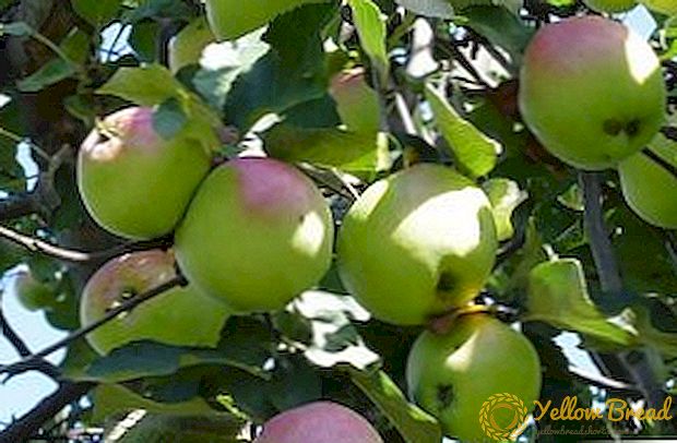 Hemmeligheter for vellykket dyrking av epletrær 