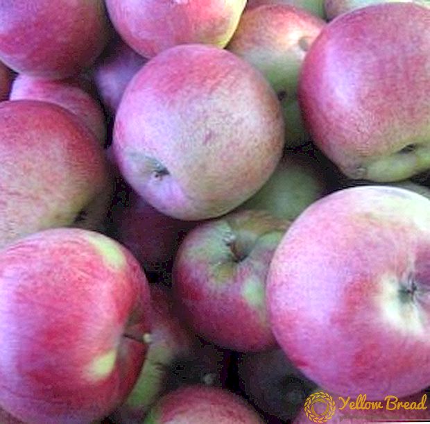 Тајните на успешното одгледување на јаболкото 