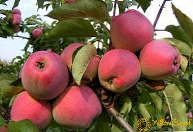 «Քանդիլ Օրլովսկի» խնձորի ծառերի հաջող զարգացումը գաղտնիքները