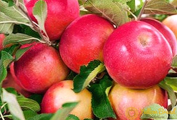 Secrets of the successful cultivation of apple trees 