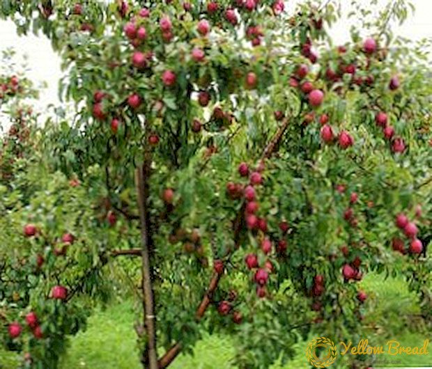 Forår beskæring af æbletræer i detaljer