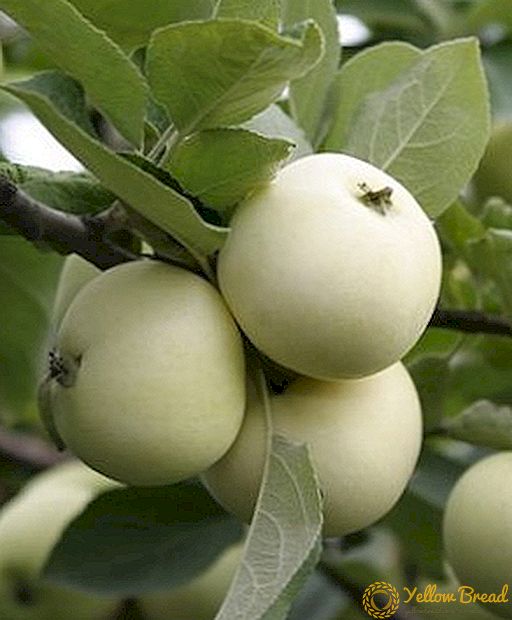 Ποικιλία μηλιών 
