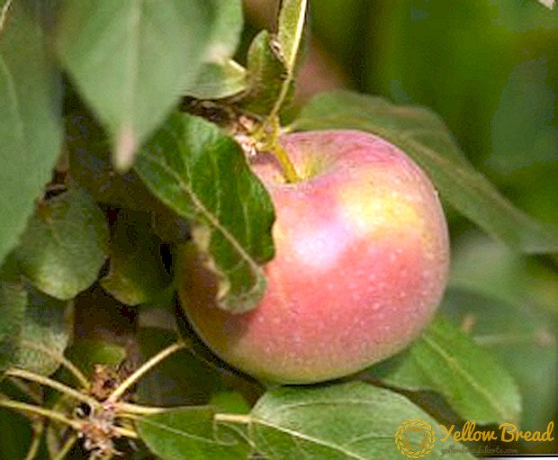 Բազմամյա խնձորի տարատեսակ «Արժույթ», այգում ծառ տնկելու եւ հոգ տանելու համար