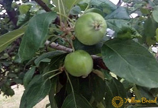 Hvad skal man gøre, hvis bladlus forekommer på et æbeltræ end at behandle en plante mod et skadedyr