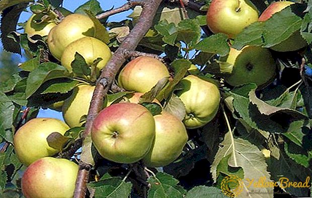 Dwarf Apple Tree Bratchud أو Wonderful Brother الغرس والعناية