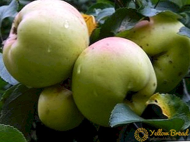Bogatyr apples: apa fitur lan kaluwihan saka macem-macem?