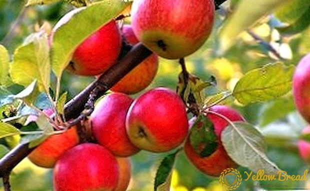 リンゴの木のケアと植え付け：主なルール