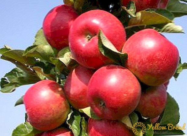 Reëls vir die aanplant en versorging van kolomme appelbome in Siberië