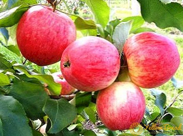 کینڈی اور کشتی کی زرعی تکنالوج سیب کی قسموں کی خصوصیات