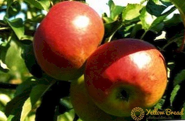 Berbagai pohon apel 