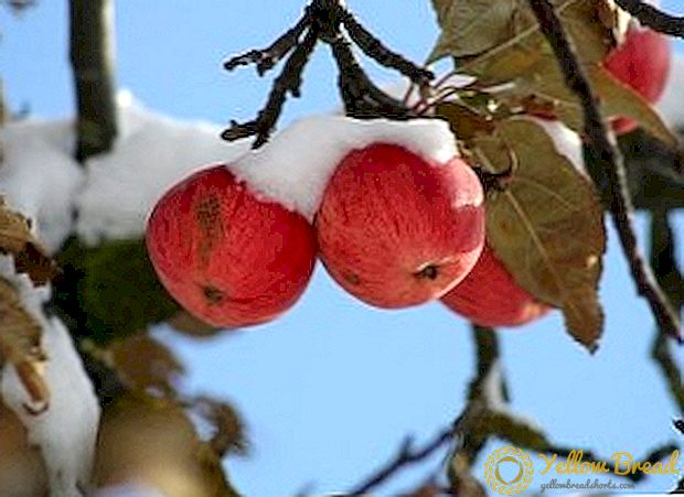 Die beste variëteite van appelbome vir Siberië