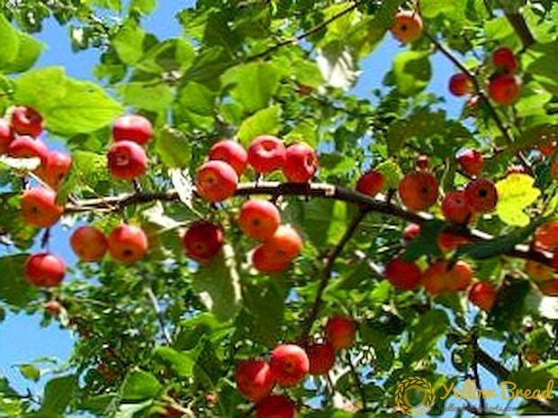Rannetki appels: beskrywing, kenmerke, verbouing