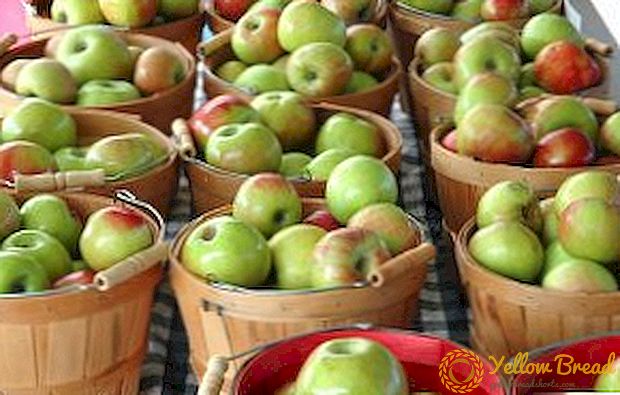 How to keep apples fresh until spring