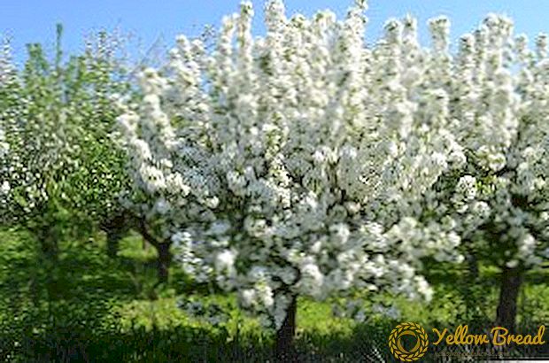 قواعد لزراعة أشجار التفاح في الربيع: متى تزرع ، وكيف تزرع ، والأخطاء الرئيسية عند الزرع