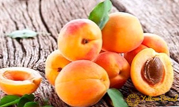 Apricot planting and care - summer fragrant miracle