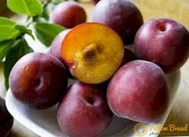 Apricot ireng: tanduran lan care kanggo 